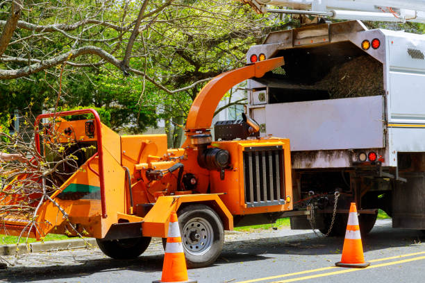 Best Seasonal Cleanup  in Brownsville, FL